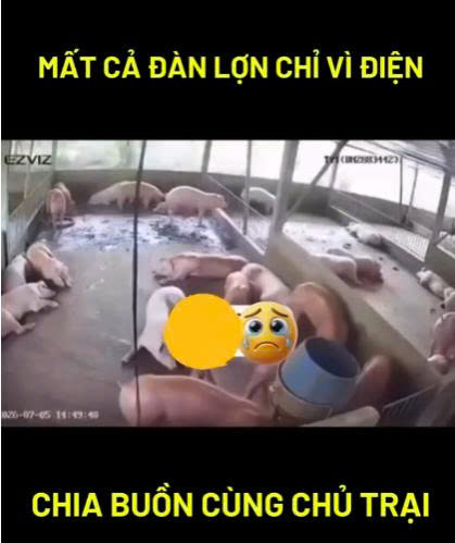 Mất cả đàn lợn chỉ vì điện rò